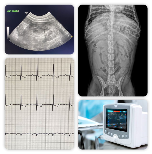 Diagnostic Imaging Veterinary Specialty Consultants Specialty