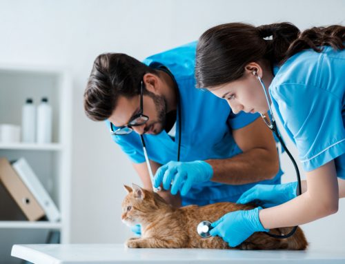 Why You Should Consult With a Veterinary Behaviorist