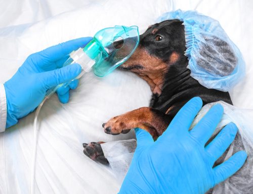 How Consulting a Veterinary Anesthesia Specialist Can Improve Patient Care