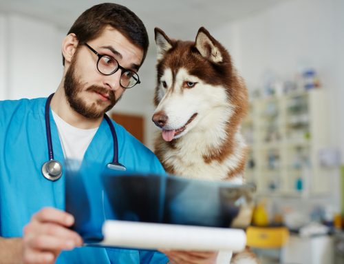 How Consulting a Veterinary Neurologist Can Improve Patient Care