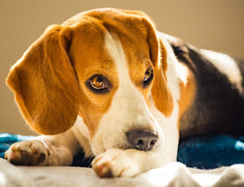 Signs of Stress and Anxiety in Dogs and Cats: How to Help