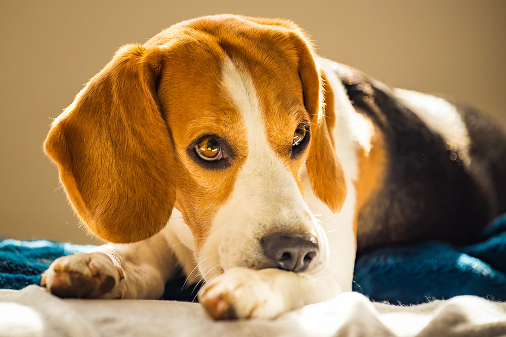 A Beagle lying down on a blue and white blanket bathed in warm sunlight.