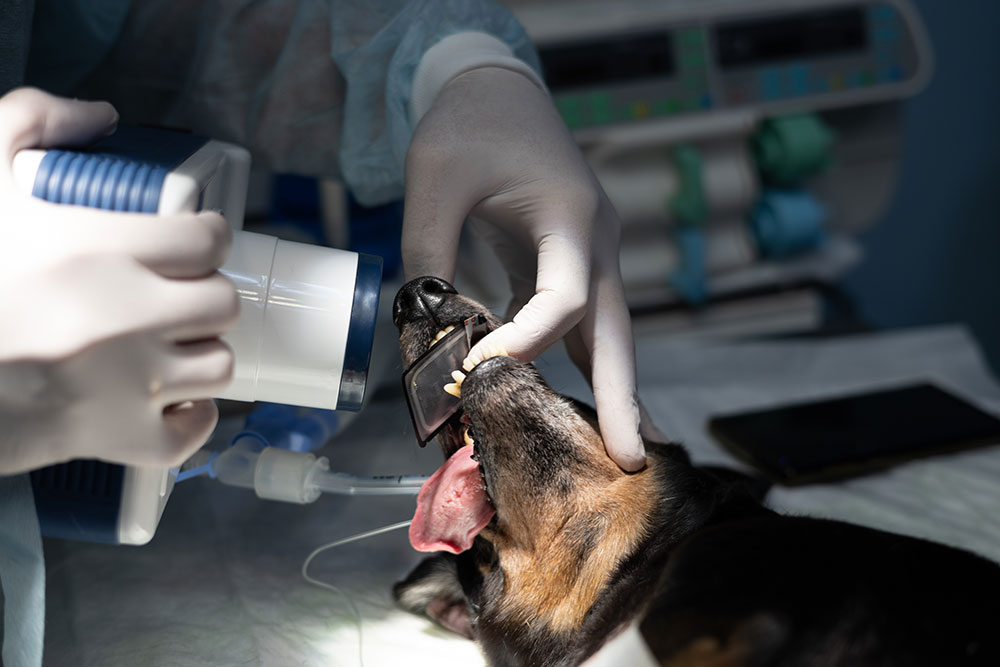 A veterinarian using a handheld portable X-ray machine to take dental radiographs of an anesthetized dog.