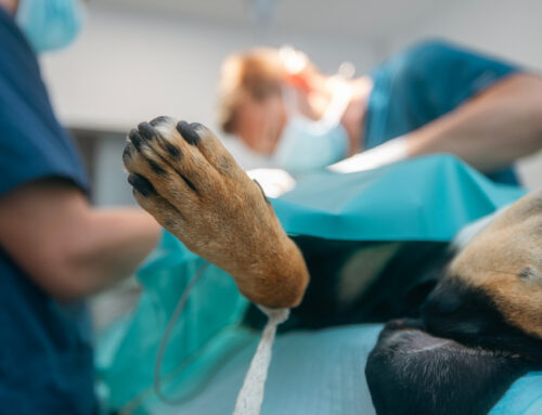 The Most Common Pet Surgeries and What to Expect