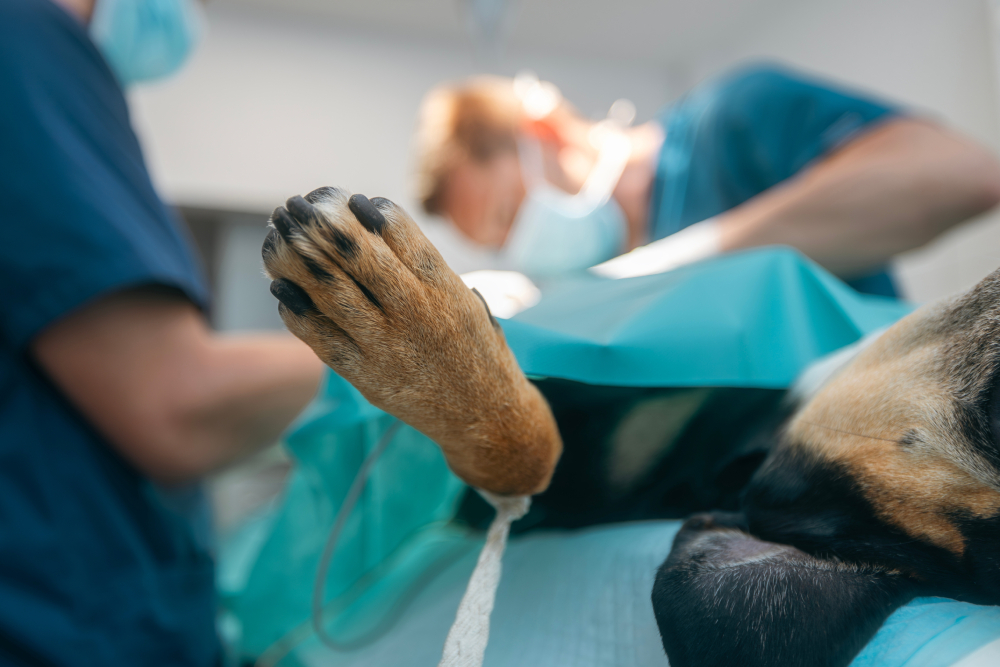 Veterinary surgical team operating on a dog under anesthesia in animal hospital.