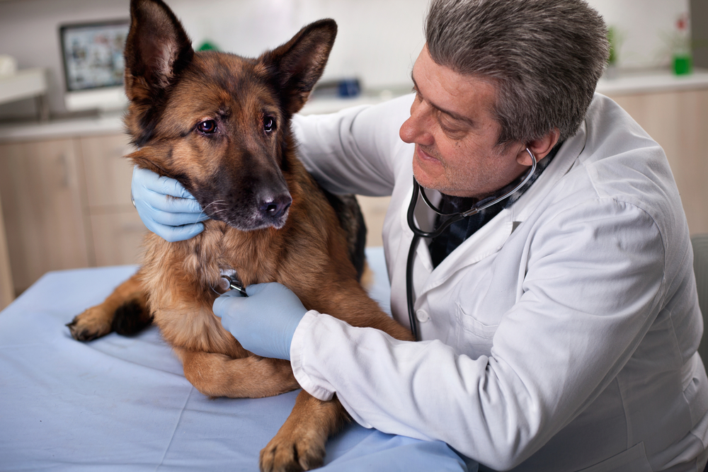 Veterinarian providing preventive care to a dog during a wellness exam for vaccinations and health screening.