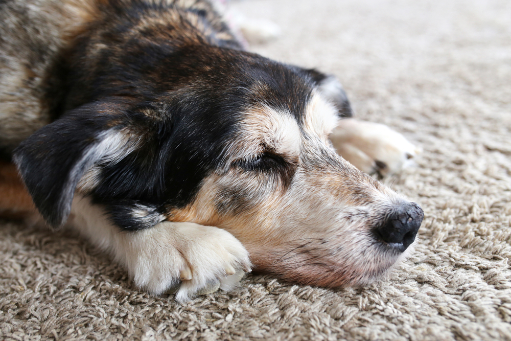 A close-up shot of an older, tri-color dog with a greying muzzle sleeping peacefully on a shaggy beige carpet.