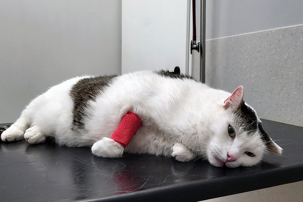 White cat lying on a veterinary exam table with a red bandage wrapped around its front leg