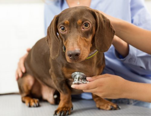 How to Recognize and Treat Chronic Pain in Senior Pets