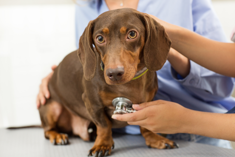 Small brown dog being examined by a veterinarian using a stethoscope during a checkup