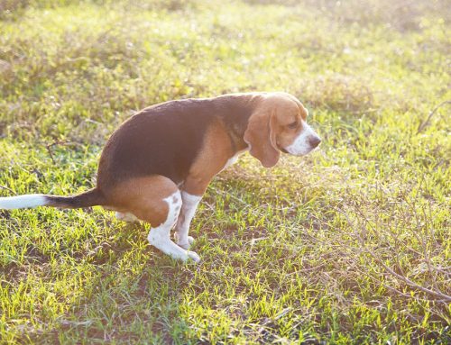 Chronic Diarrhea in Dogs and Cats: A Stepwise Approach Beyond Empiric Therapy