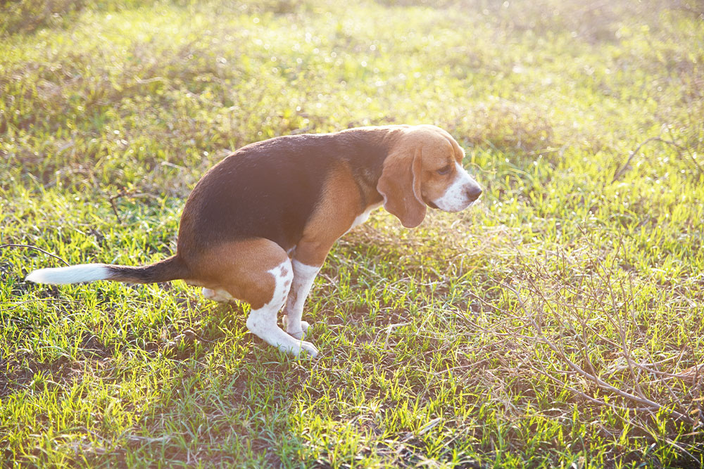 Beagle dog squatting to poop in a grassy field outdoors.