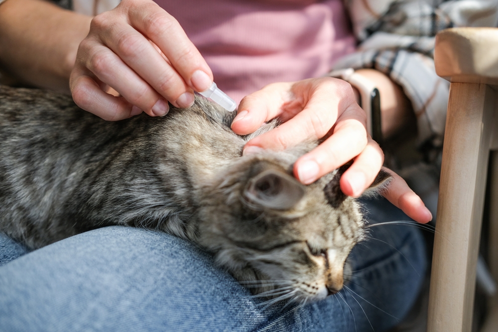 Applying flea treatment to cat to help prevent itching and pain-related overgrooming.