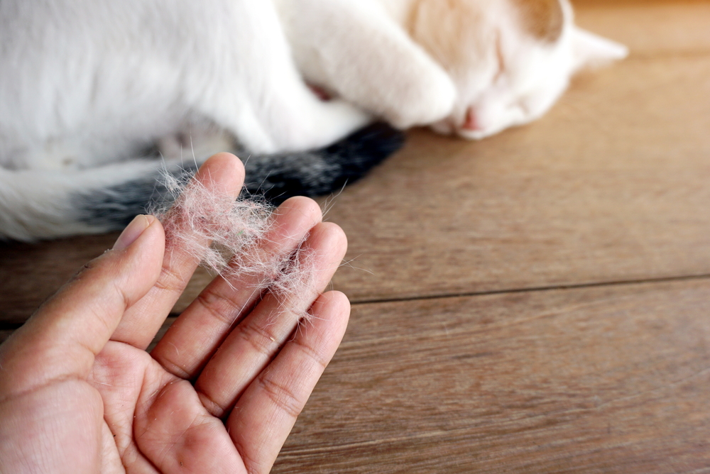 Hand holding clump of shed cat hair showing excessive shedding and fur loss in cats