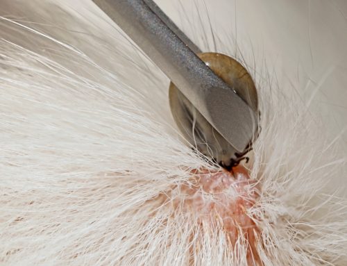 Challenging Dermatology Cases: When Allergies, Infection, and Systemic Disease Overlap