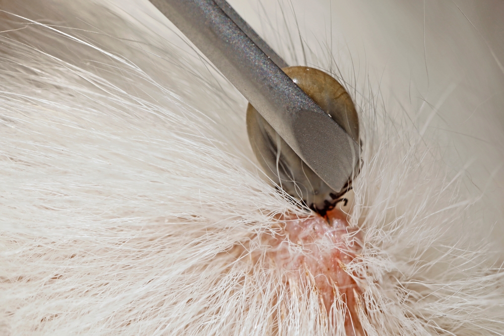 Close-up of tweezers removing a blood-soaked tick from dog fur, highlighting parasite removal and pet safety.