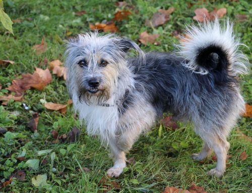 The Limping Dog with Normal Radiographs: What Are You Missing?