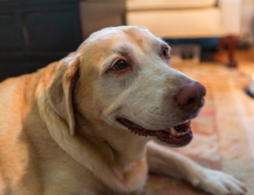 Fever of Unknown Origin in Pets: Diagnostic Approach and When to Refer