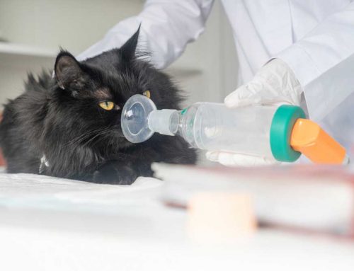 Feline Respiratory Cases: Asthma, Pneumonia, Parasites, or Something Else?