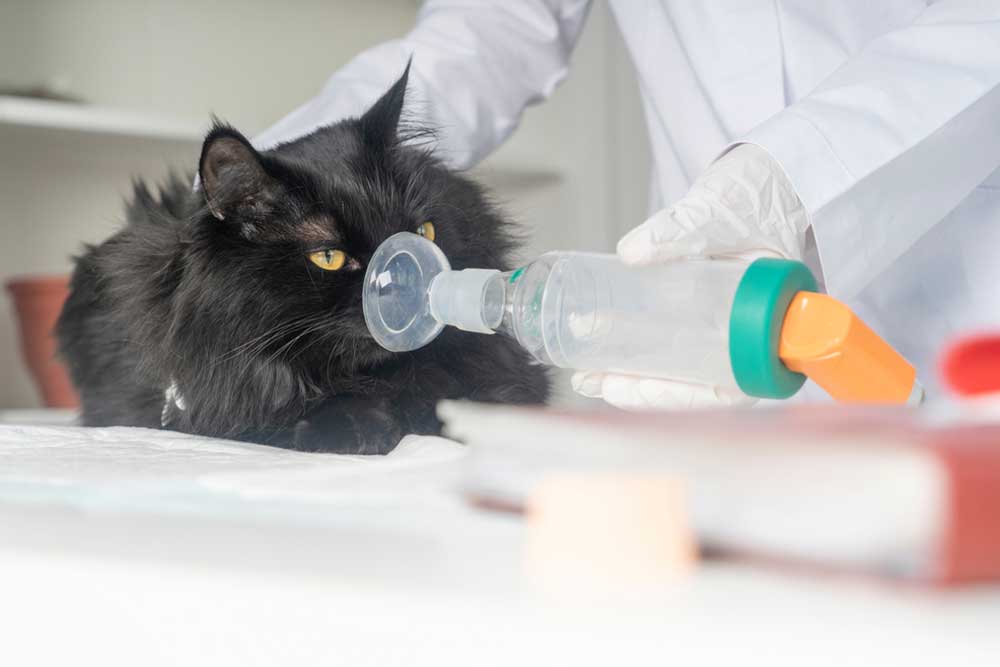 A black long‑haired cat lies on a white surface while a veterinarian in gloves holds an inhalation mask over its nose and mouth, administering respiratory treatment with a nebulizer device.