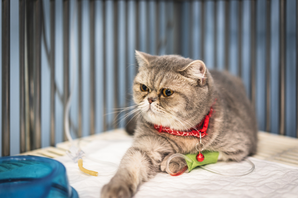 Scottish Fold cat resting in a veterinary recovery cage during treatment.