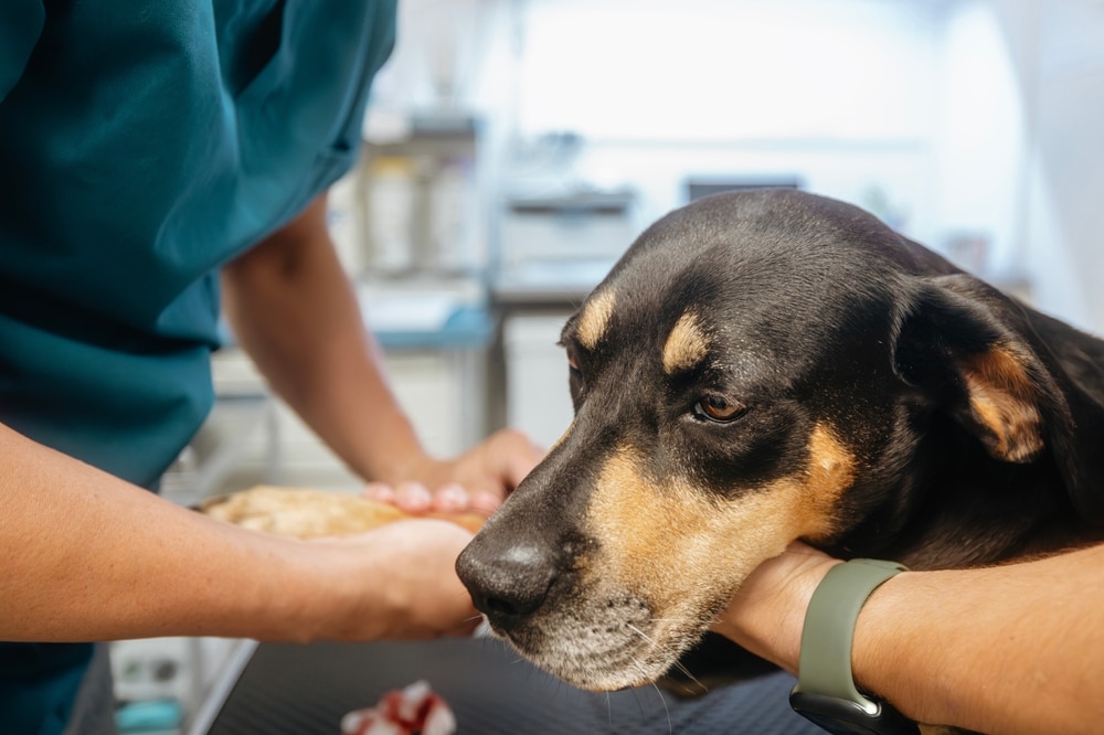 Veterinarian examining a sick dog to diagnose an illness during a veterinary consultation.