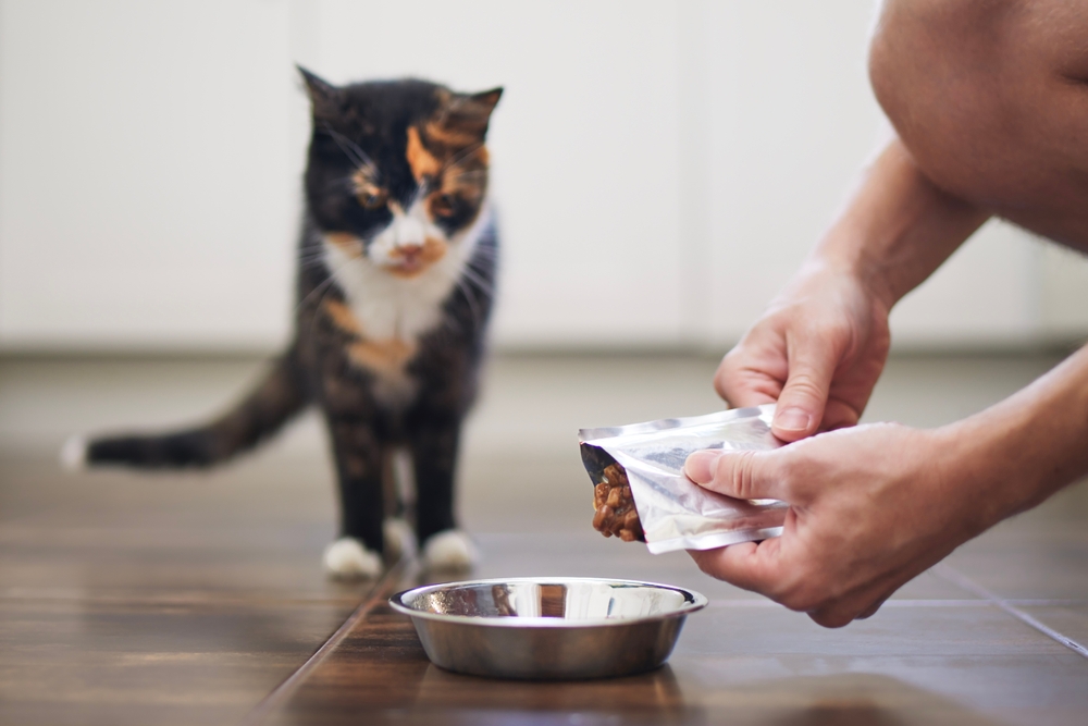 Veterinarian providing supportive care for a dog as part of a nutritional management and recovery plan.
